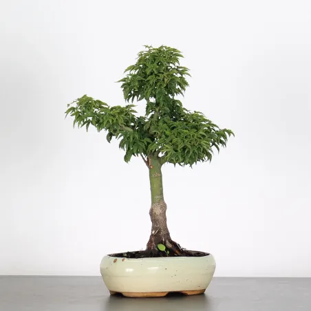 Bonsai Erable Palmatum Shishigashira AS-1-4