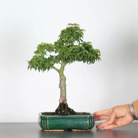 Bonsai Erable Palmatum Shishigashira AS-1-5