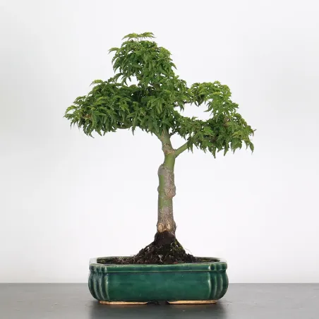 image supplémentaire - ACER SHISHIGASHIRA BONSAI 1-5