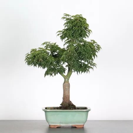 image supplémentaire - ACER SHISHIGASHIRA BONSAI 1-10