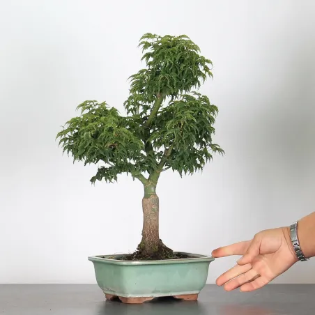 ACER SHISHIGASHIRA BONSAI 1-10