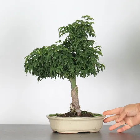 image supplémentaire - ACER SHISHIGASHIRA BONSAI 1-14