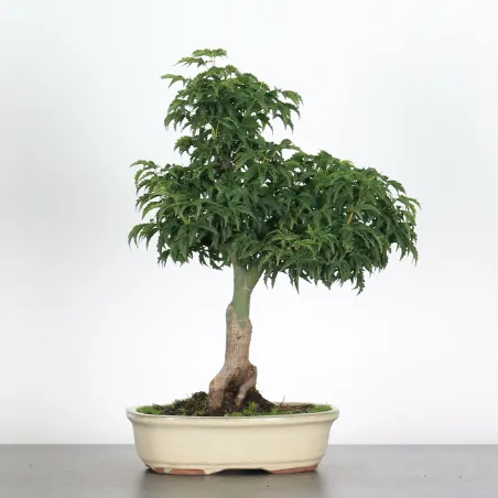 ACER SHISHIGASHIRA BONSAI 1-14