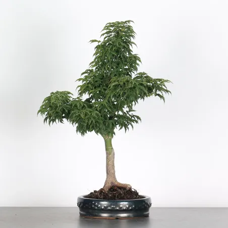 ACER SHISHIGASHIRA BONSAI 1-11