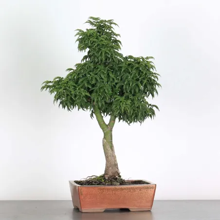 ACER SHISHIGASHIRA BONSAI 1-13