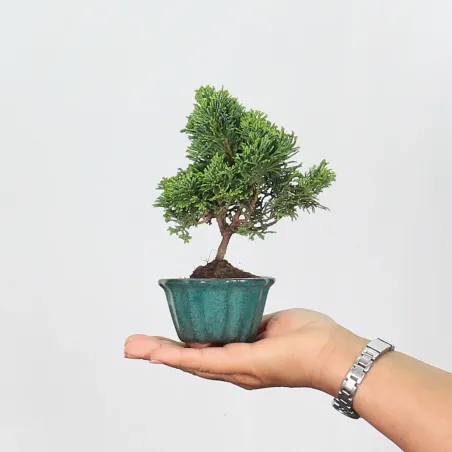 Bonsai Chamaecyparis Nana Gracilis