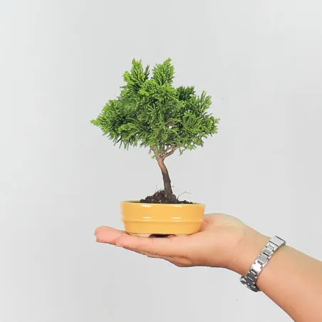 Bonsai Chamaecyparis Nana Gracilis