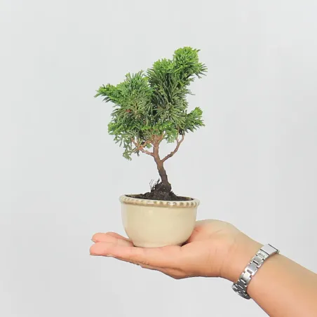 Bonsai Chamaecyparis Nana Gracilis