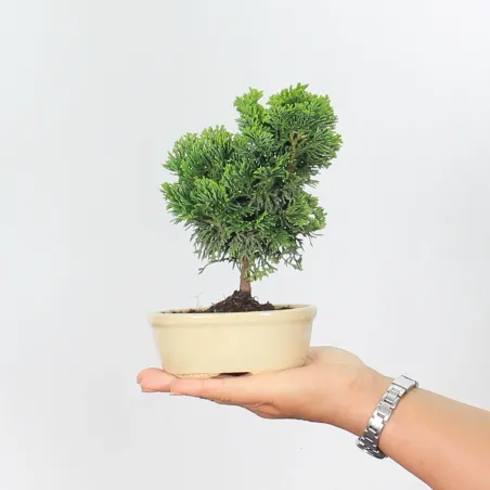 Bonsai Chamaecyparis Nana Gracilis