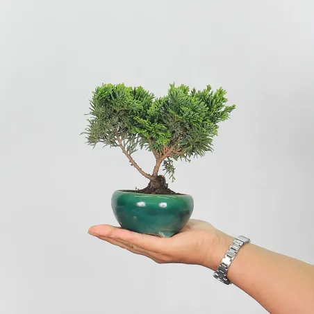 Bonsai Chamaecyparis Nana Gracilis