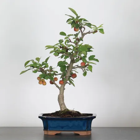 Bonsai Pommier