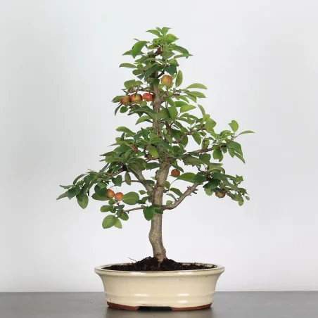 Bonsai Apple Tree