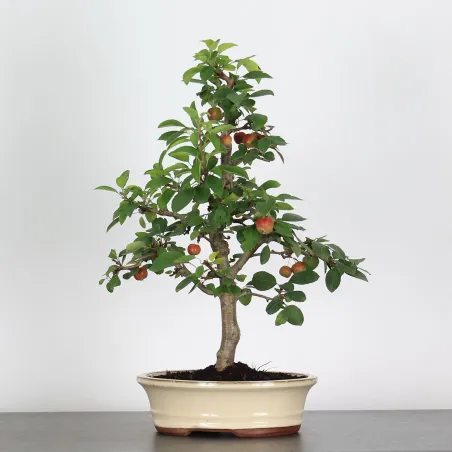 image supplémentaire - BONSAI APPLE TREE "MALUS...