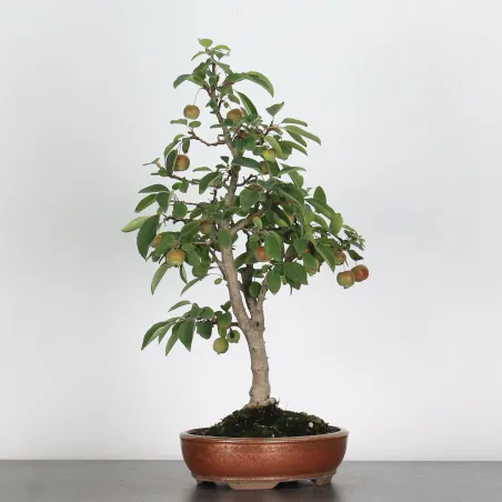 Bonsai Pommier