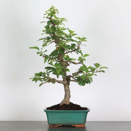 Bonsai Pommier