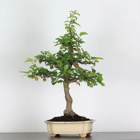 image supplémentaire - BONSAI APPLE TREE "MALUS...