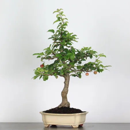 image supplémentaire - BONSAI APPLE TREE "MALUS...