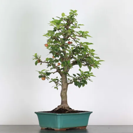 Bonsai Apple Tree