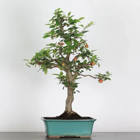 image supplémentaire - BONSAI APPLE TREE "MALUS...