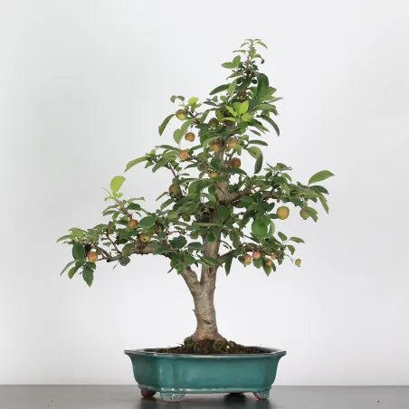 Bonsai Pommier