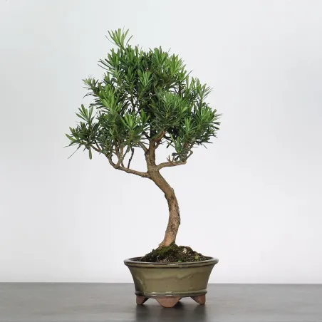 PIN DE BOUDDHA "PODOCARPUS" 1-1