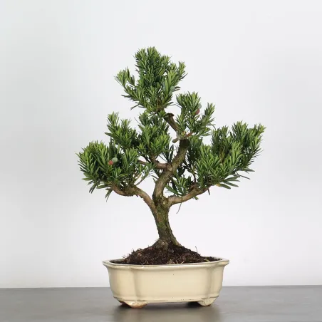 PIN DE BOUDDHA "PODOCARPUS" 1-2