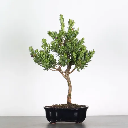 BUDDHA PINE "PODOCARPUS" 1-3