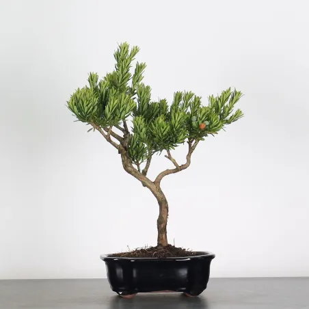 image supplémentaire - PIN DE BOUDDHA "PODOCARPUS"...