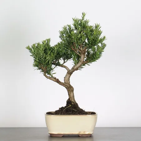 PIN DE BOUDDHA "PODOCARPUS" 1-5