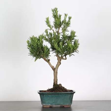 BUDDHA PINE "PODOCARPUS" 1-6