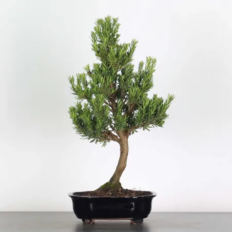 PIN DE BOUDDHA "PODOCARPUS" 1-8