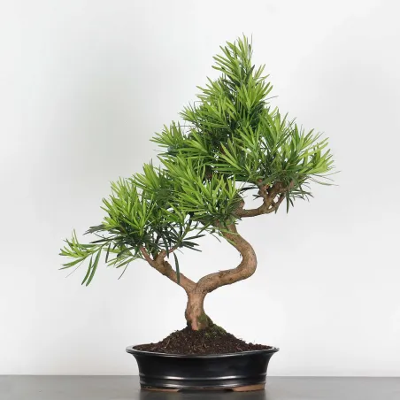 PIN DE BOUDDHA "PODOCARPUS" 2-1