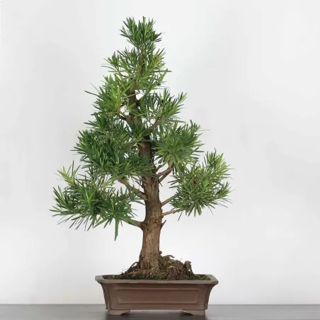 PODOCARPUS