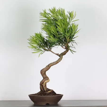 image supplémentaire - BUDDHA PINE "PODOCARPUS" 2-3