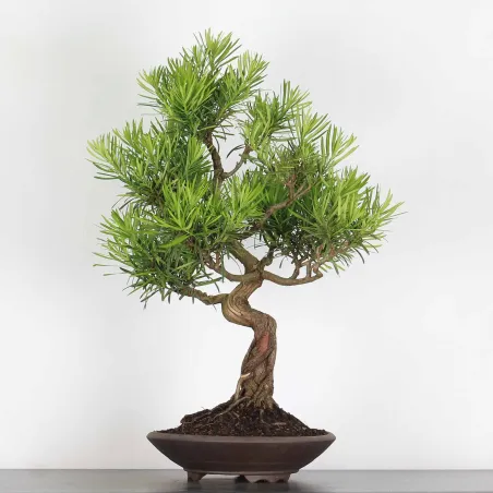 image supplémentaire - PIN DE BOUDDHA "PODOCARPUS"...