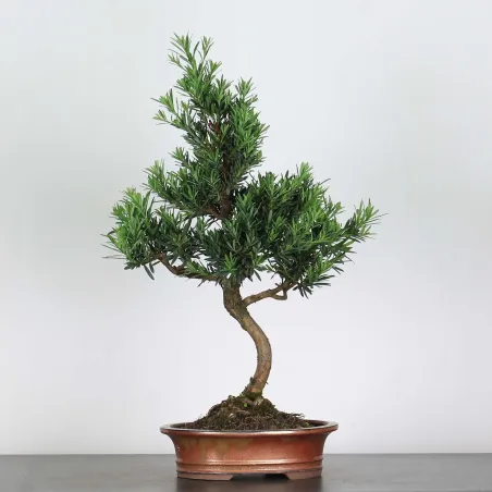 BUDDHA PINE "PODOCARPUS" 2-6