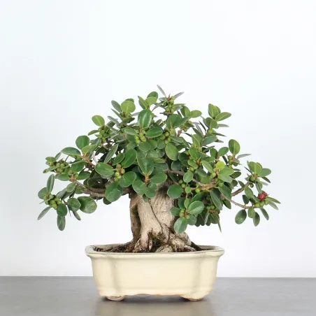 FICUS DELTOIDÉA 2-1