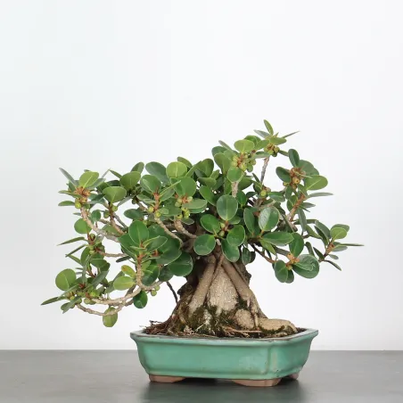 FICUS DELTOIDÉA 2-2