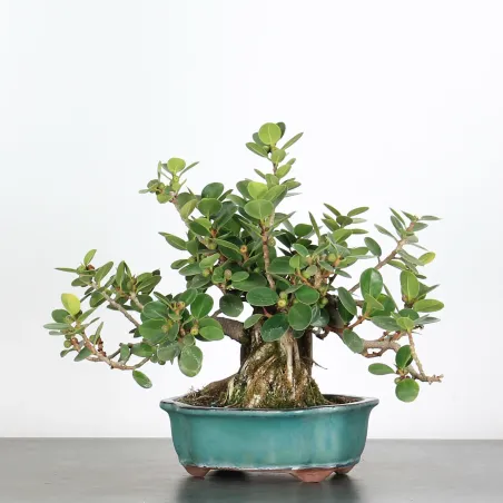 FICUS DELTOIDAEA 2-3