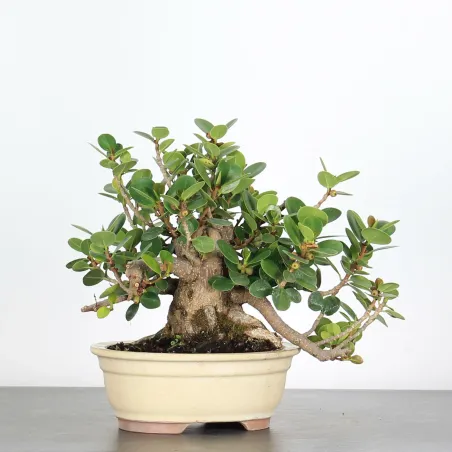 FICUS DELTOIDAEA 2-4