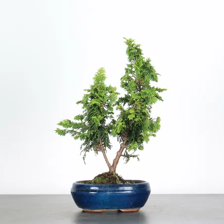 Bonsai Genévrier de Chine