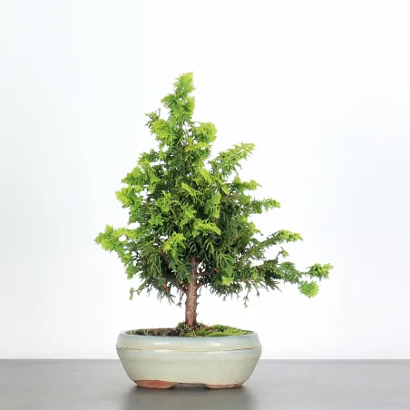 JUNIPERUS COMMUNIS OLD GOLD 1-2