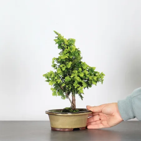 Bonsai Chinese Juniper