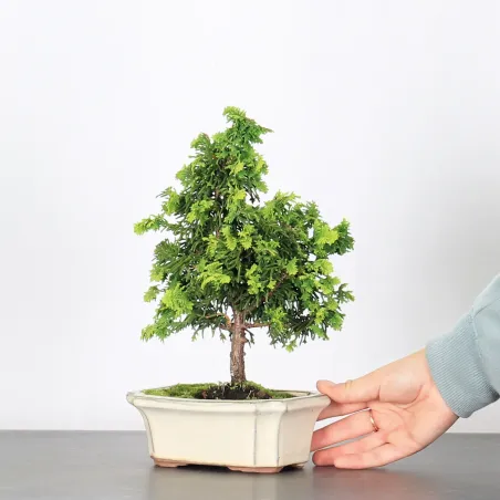 Bonsai Genévrier de Chine