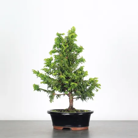 Bonsai Chinese Juniper