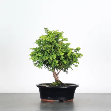 Bonsai Genévrier de Chine