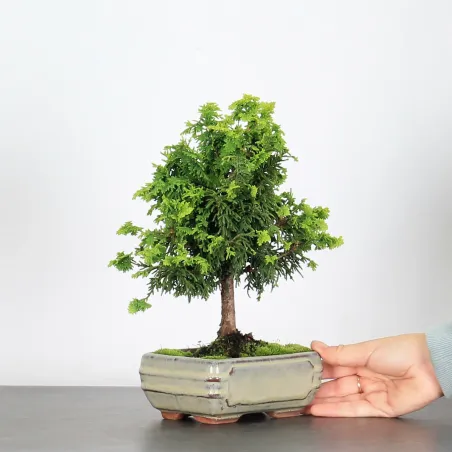 Bonsai Chinese Juniper