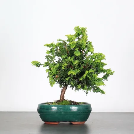 Bonsai Genévrier de Chine