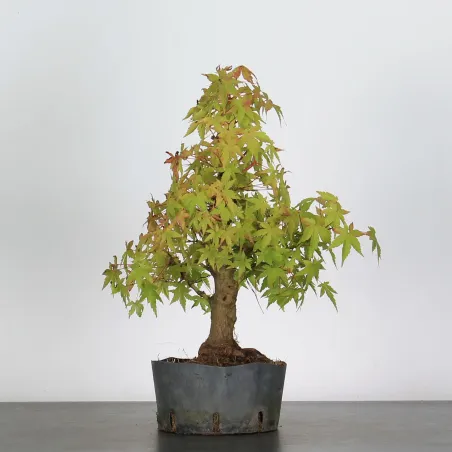 Erable Bonsai Acer Palmatum AP-1-2