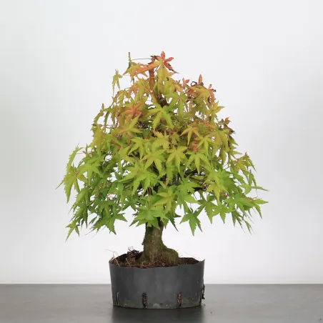 Erable Bonsai Acer Palmatum AP-1-3